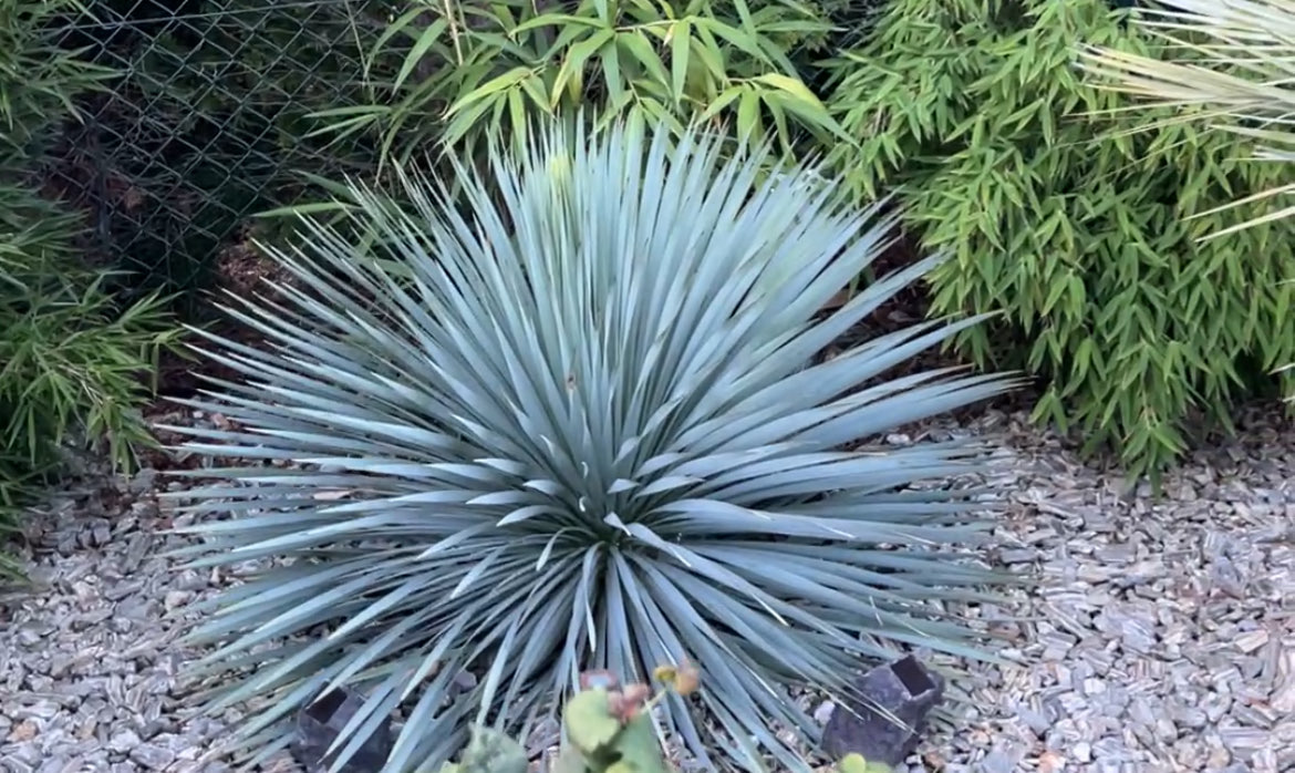 Juka rostrata